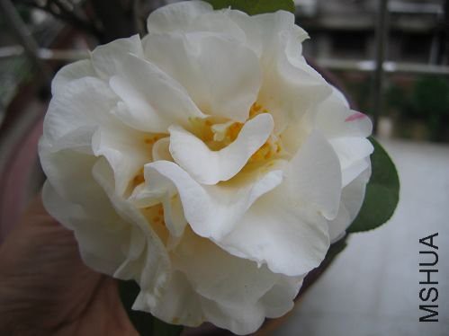 0903291416b45e45f6607a8b86 (1).jpg