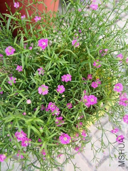IMG20150506171545.jpg