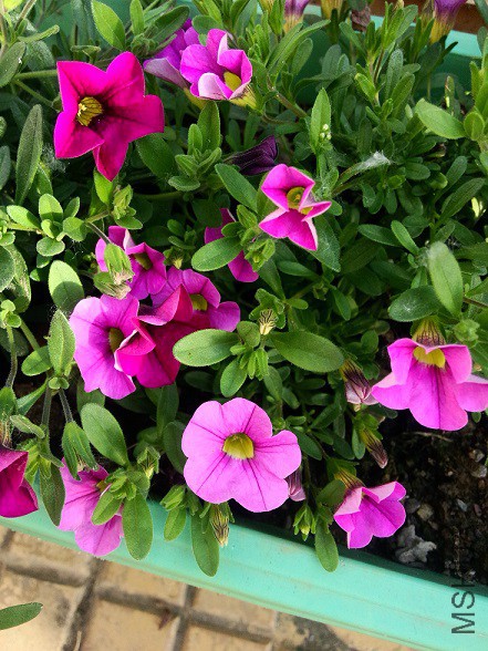 IMG20150506172824.jpg