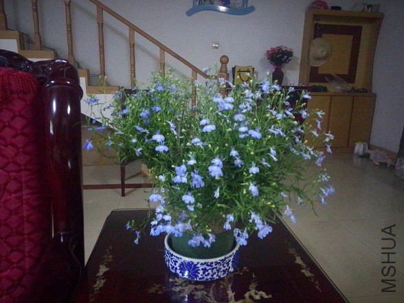 IMG20150511212115.jpg