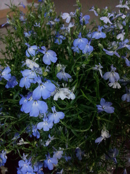 IMG20150513194120.jpg