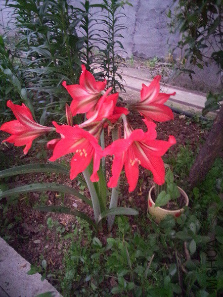 IMG20150509192605.jpg