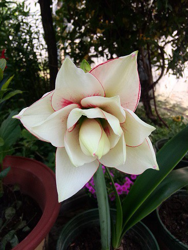 IMG20150514100127.jpg