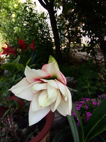 IMG20150514100134.jpg