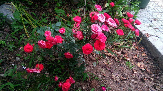 C360_2015-05-16-18-40-07-862.jpg