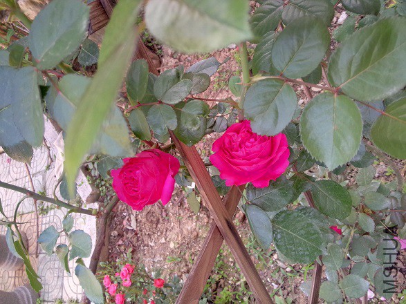 IMG20150506172409.jpg