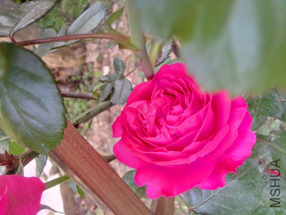 IMG20150506172422.jpg