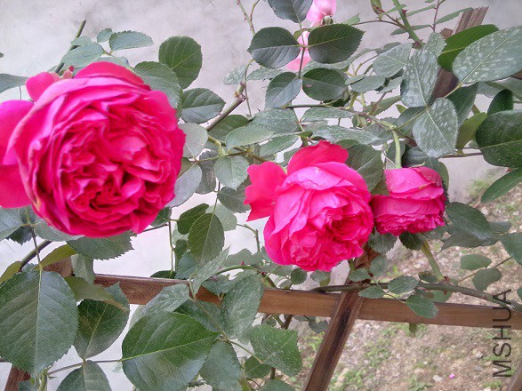 IMG20150506172555.jpg