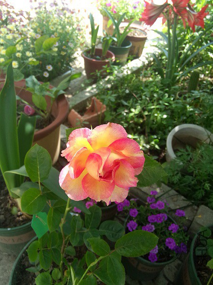 IMG20150513143642.jpg