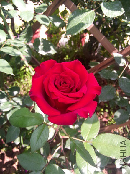 IMG20150513144123.jpg