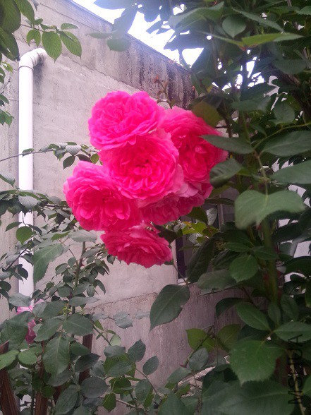 IMG20150516183735.jpg
