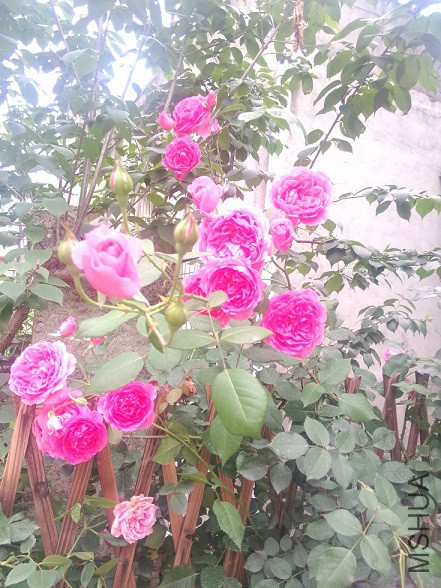 IMG20150516183740.jpg