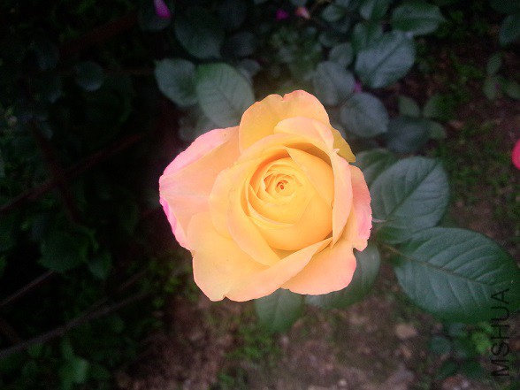 IMG20150516183812.jpg