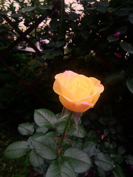IMG20150516183822.jpg