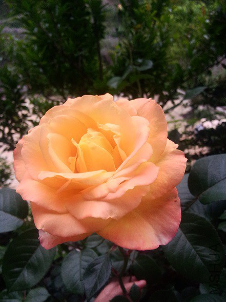 IMG20150516183830.jpg