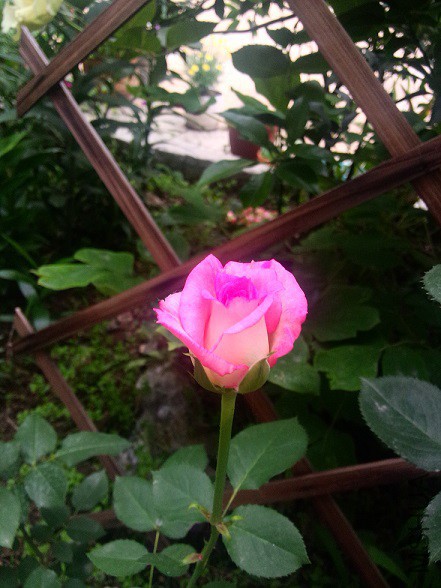 IMG20150516183840.jpg