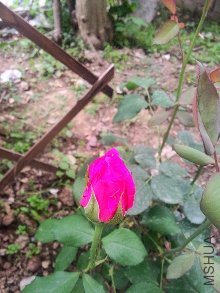 IMG20150516183903.jpg