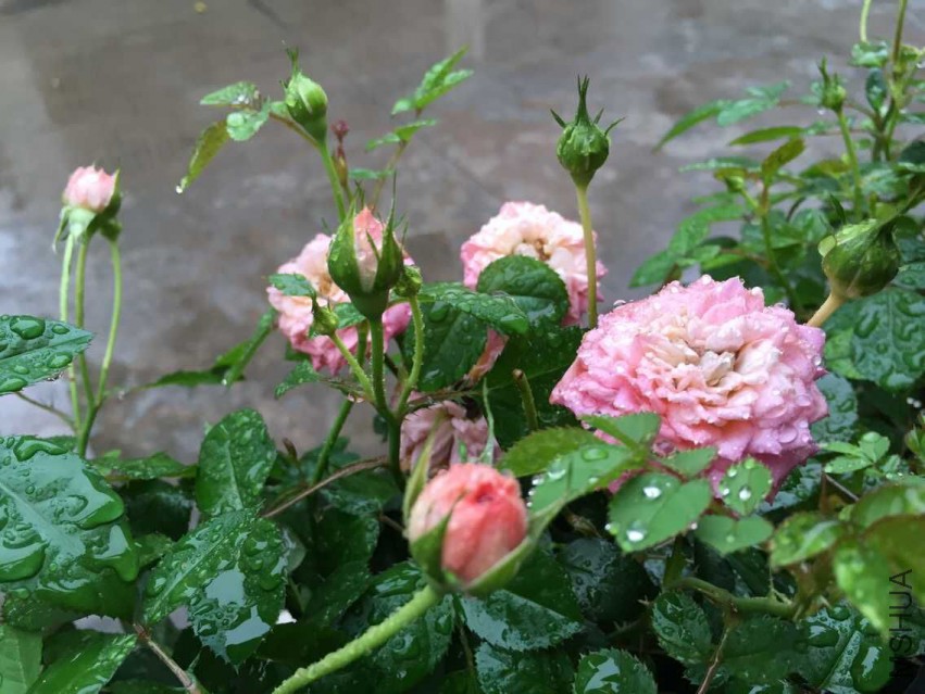 QQͼƬ20150516205912.jpg