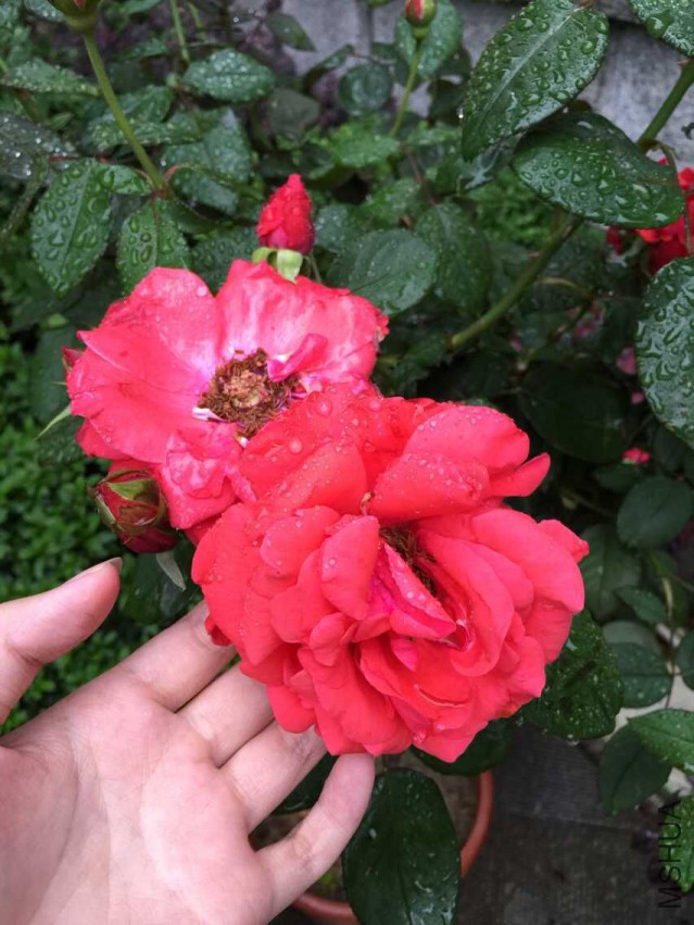 QQͼƬ20150516205853.jpg