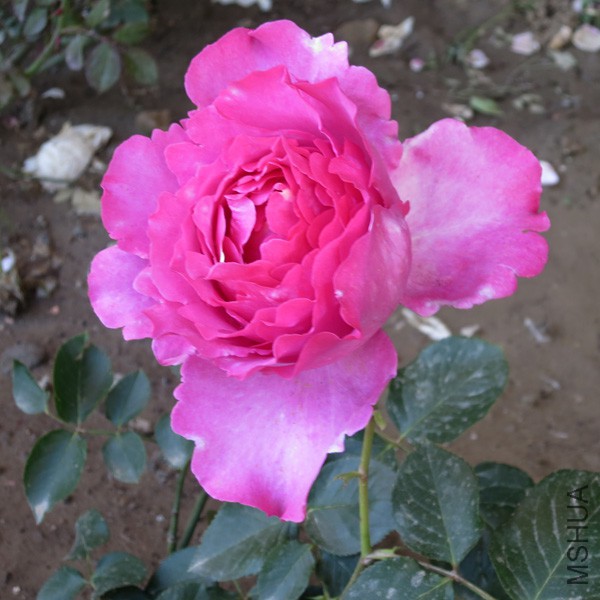 IMG_7333'.jpg