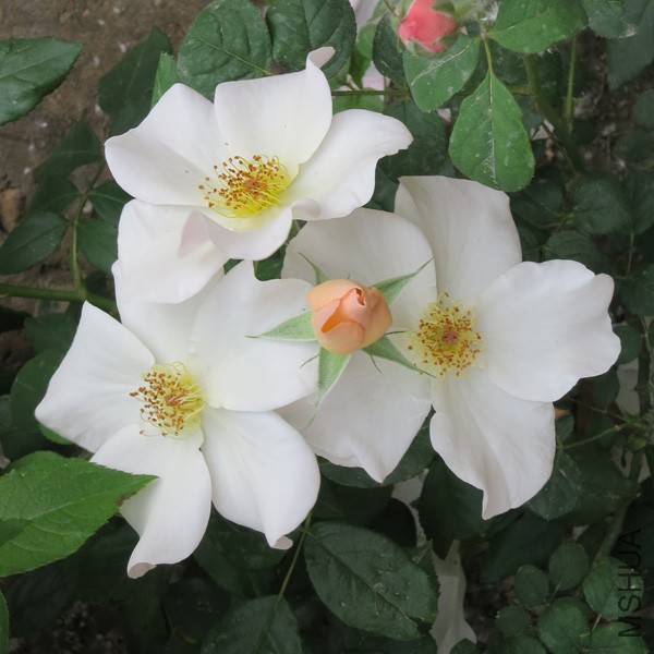 IMG_7266'.jpg