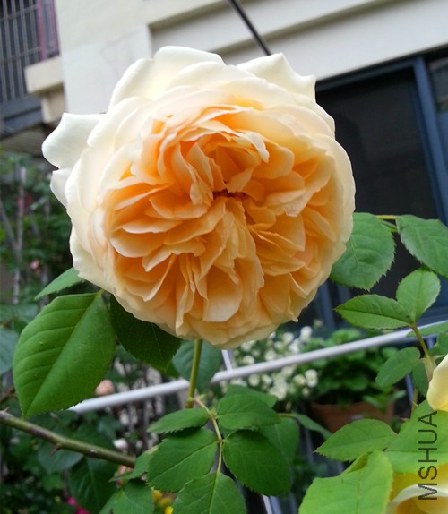 ��Ц��³����20150510A.jpg