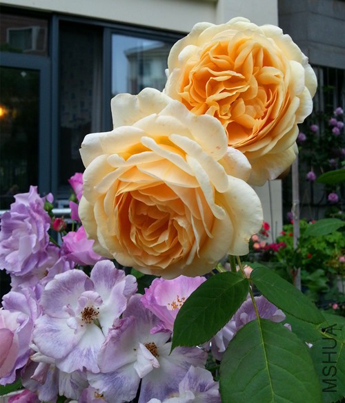 ��Ц��³����20150510B.jpg