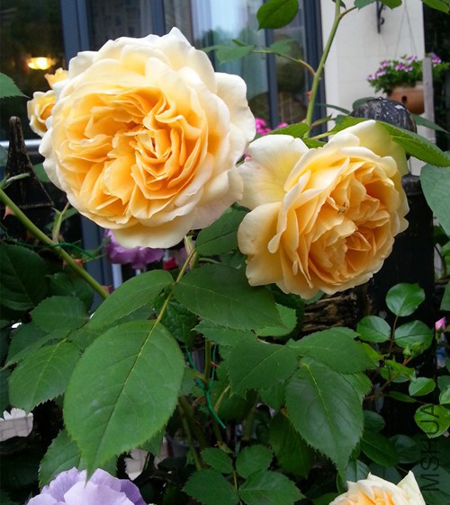 ��Ц��³����20150510C.jpg