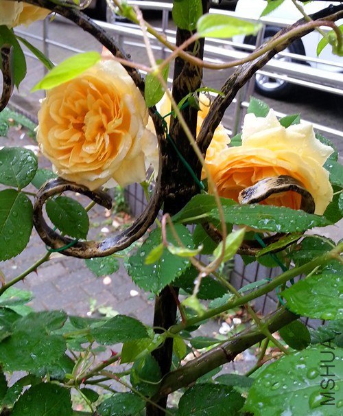 ��Ц��³����20150511A.jpg