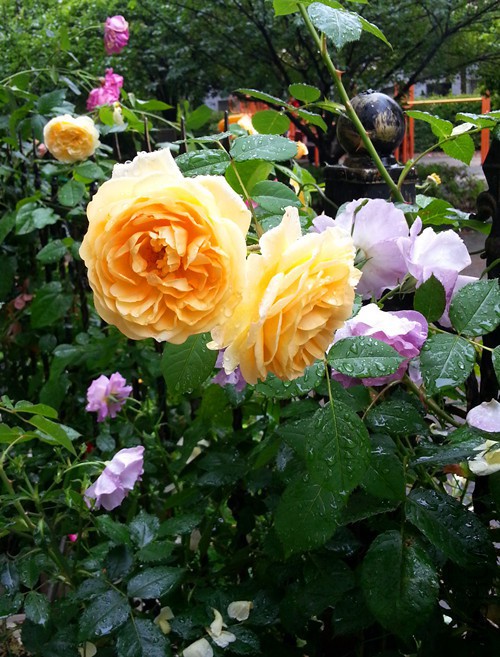 ��Ц��³����20150511B.jpg