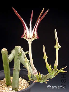 stapeliaeformis02.jpg