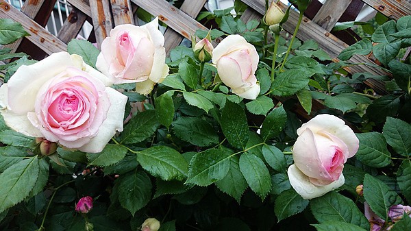 nEO_IMG_DSC_0344.jpg