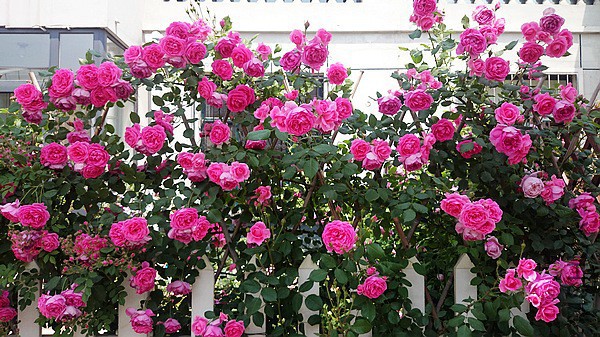 nEO_IMG_DSC_0361.jpg