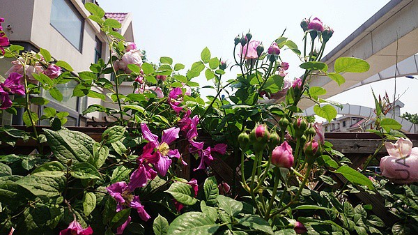 nEO_IMG_DSC_0362.jpg