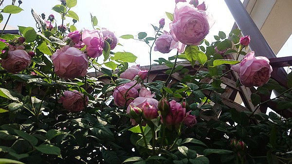 nEO_IMG_DSC_0363.jpg
