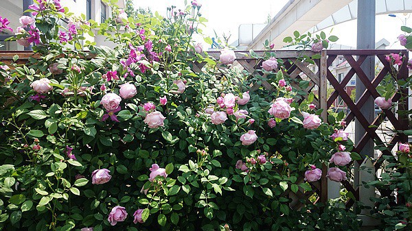 nEO_IMG_DSC_0364.jpg