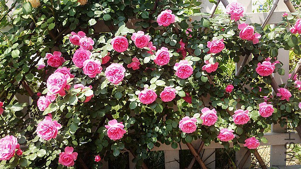 nEO_IMG_DSC_0369.jpg