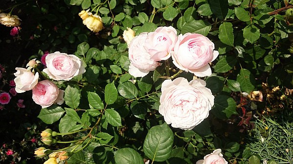 nEO_IMG_DSC_0372.jpg