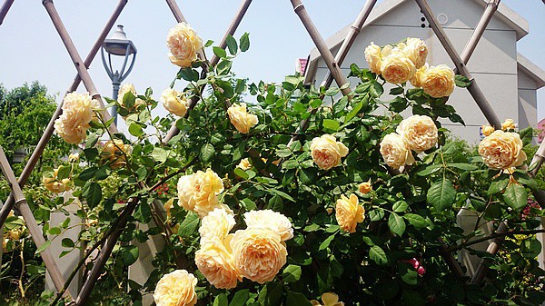 nEO_IMG_DSC_0373.jpg