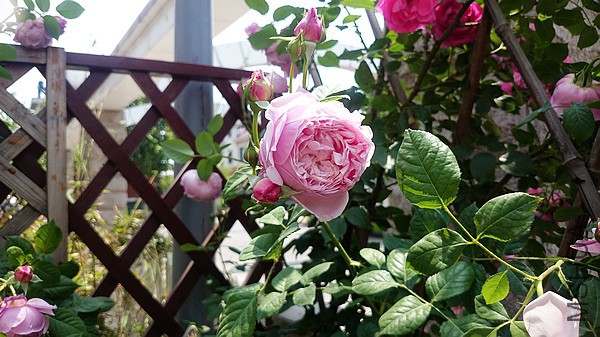 nEO_IMG_DSC_0377.jpg