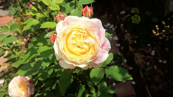 nEO_IMG_DSC_0378.jpg