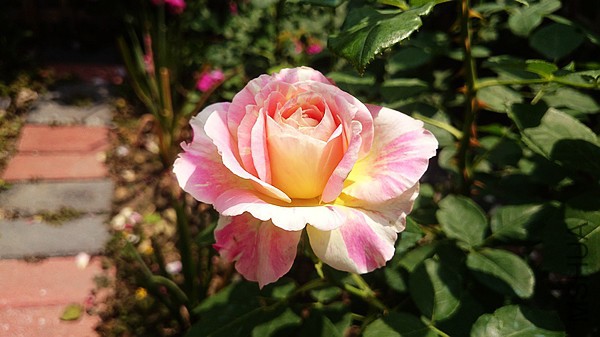 nEO_IMG_DSC_0379.jpg