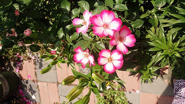 nEO_IMG_DSC_0381.jpg