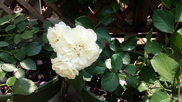 nEO_IMG_DSC_0382.jpg