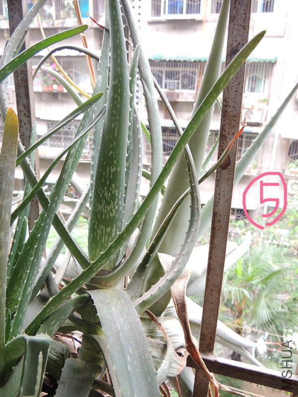 DSCN0046.JPG