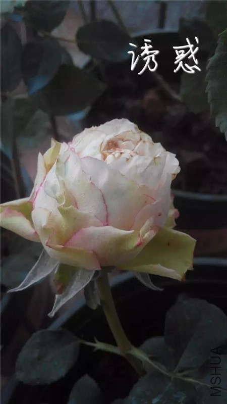1198187047.jpg