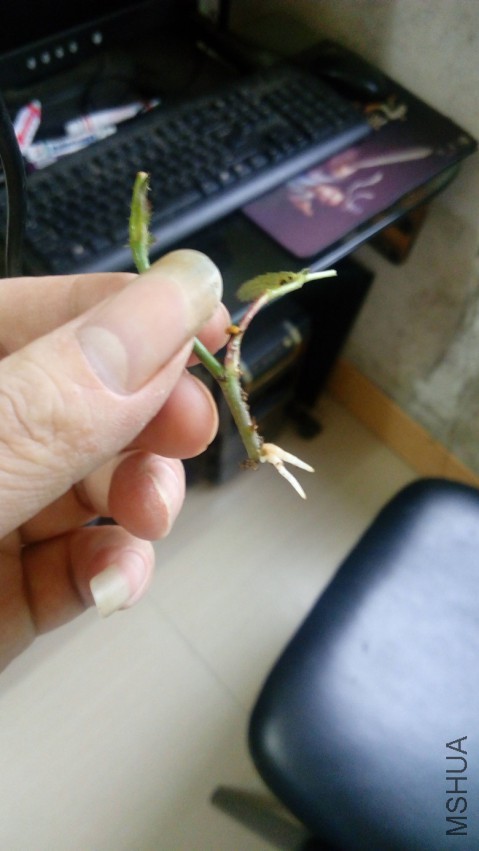 Ҷ�ӵ�����Ҳ�����ˡ�