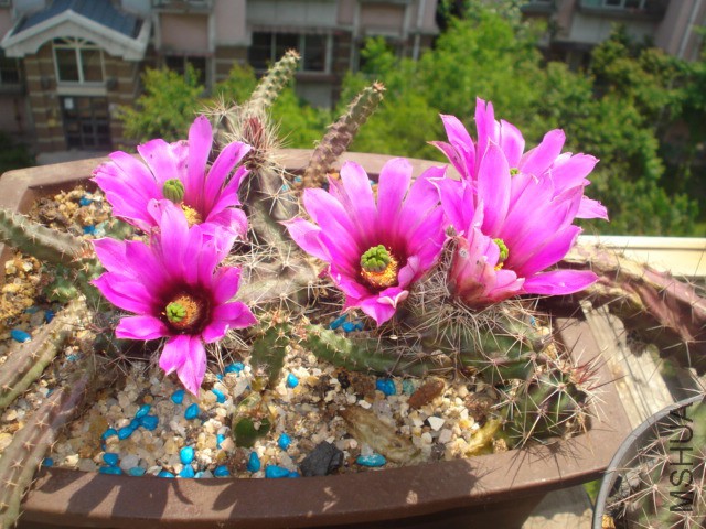 2015.05.16�������� 009.jpg