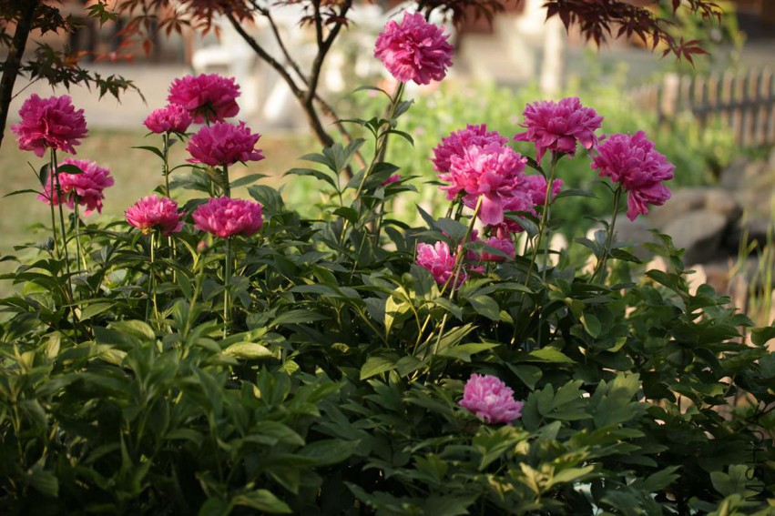 IMG_4654 15-05-01.jpg