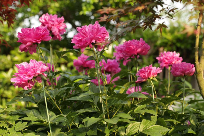 IMG_4662 15-05-01.jpg